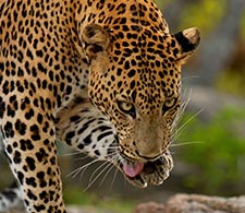 Leopard - Yala National Park