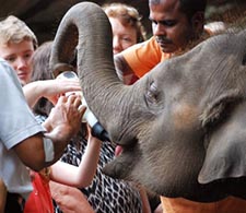 Pinnawala Elephant Orphanage - Elephant milk fed