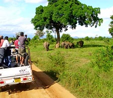 Yala Safari