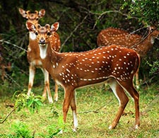 Spotted deer Yala National Park