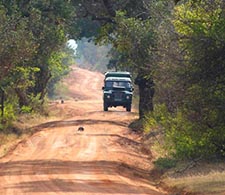 Yala Safari