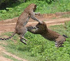Leopards Yala