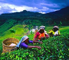 Tea Cultivation