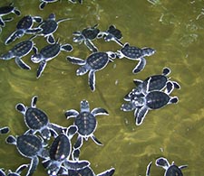 Turtle Hatchery