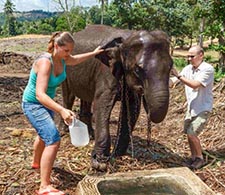 Pinnawala Elephant Orphanage