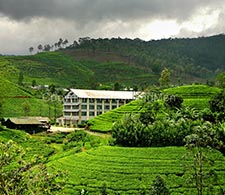 Tea factory