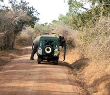 Yala Safari