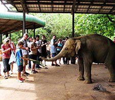 Pinnawala Elephant Orphanage