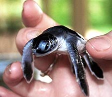 Turtle Hatchery