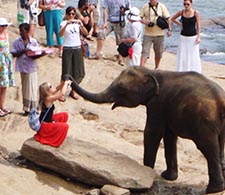 Pinnawala Elephant Orphanage