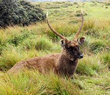 Horton Plains