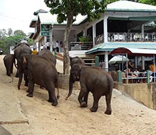 Pinnawala Elephant Orphanage