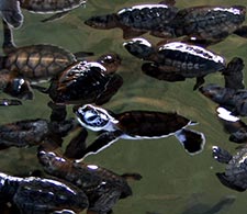 Turtle Hatchery