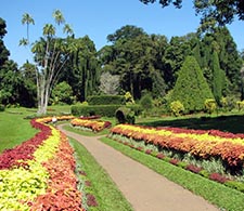 Peradeniya Botanical Garden