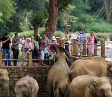 Pinnawala Elephant Orphanage