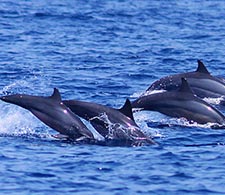 Dolphin Watching - kalpitiya