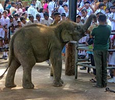 Pinnawala Elephant Orphanage