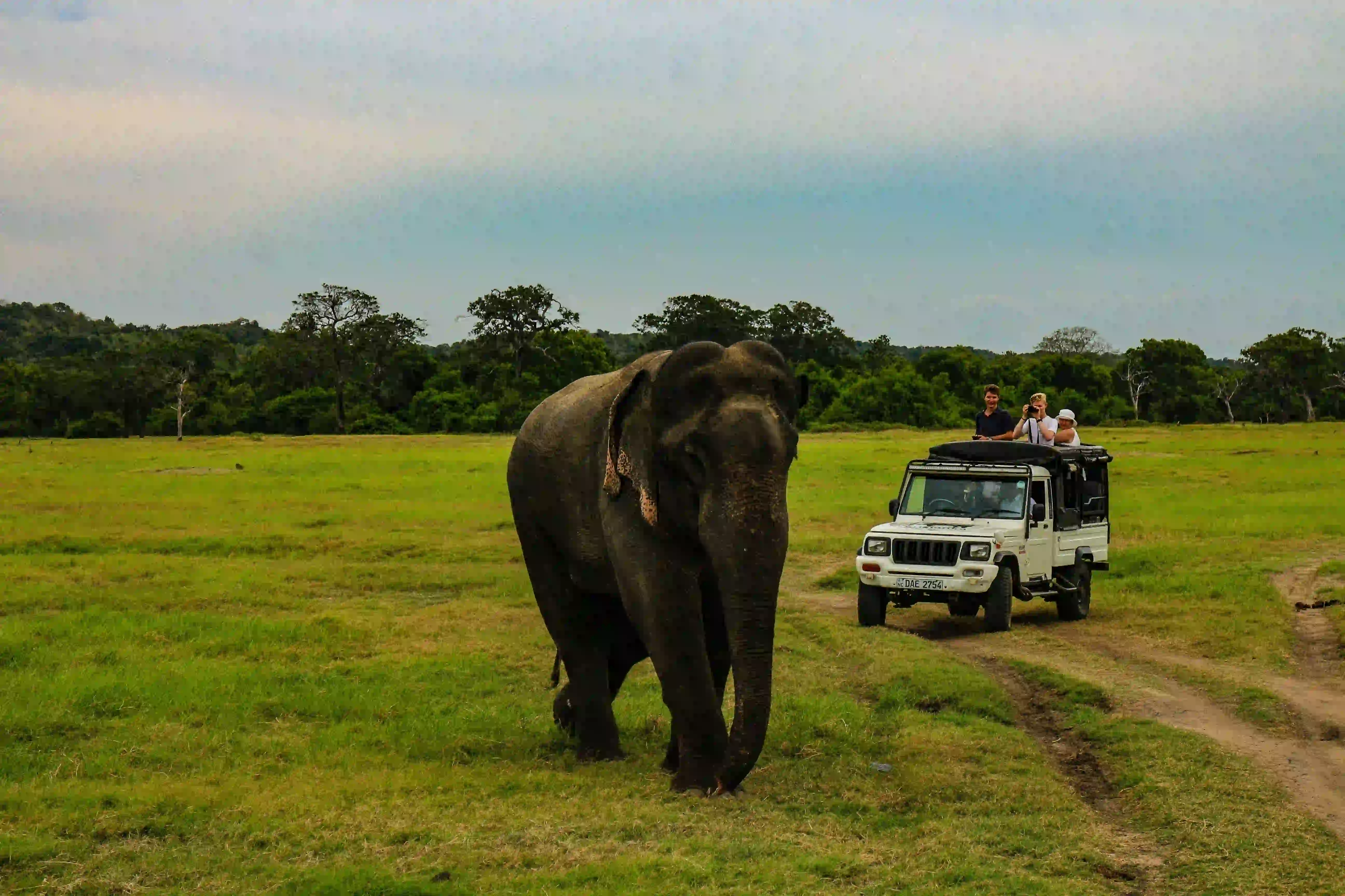 Yala Safari Day Tour image 1