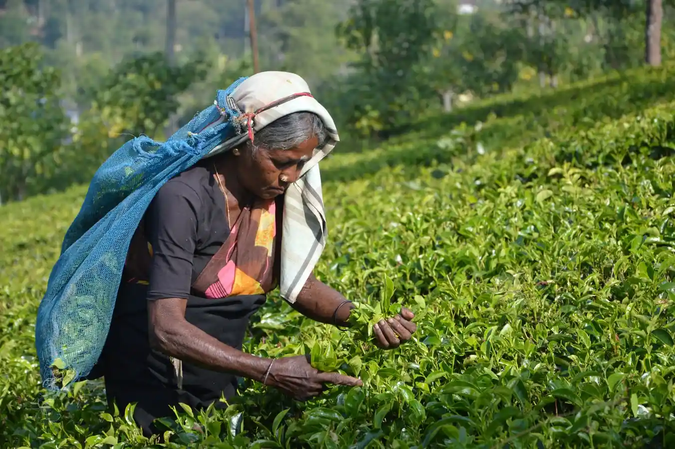 Botanic Gardens / Tea Factory / Ramboda Waterfall / Nuwara Eliya