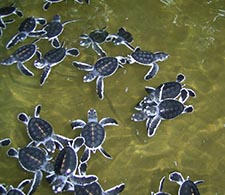 Turtle Hatchery